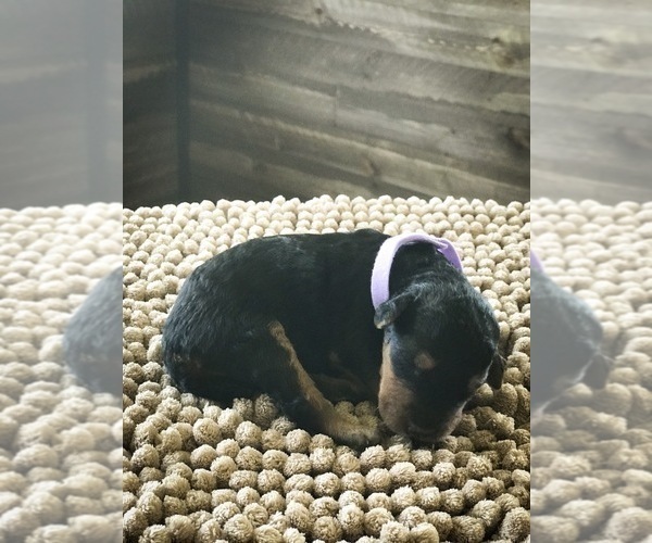 Medium Photo #3 Airedale Terrier Puppy For Sale in MC BAIN, MI, USA