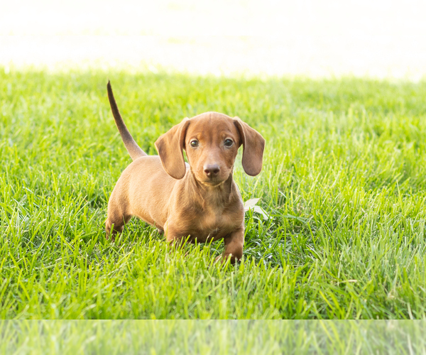 Medium Photo #7 Dachshund Puppy For Sale in MILLERSBURG, IN, USA