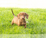 Small #6 Dachshund