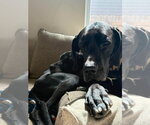 Small #3 Great Dane