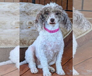 Cockapoo Dogs for adoption in Bon Carbo, CO, USA
