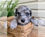 Small Photo #2 Aussiedoodle Miniature  Puppy For Sale in KNOB NOSTER, MO, USA