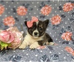 Small #3 Pembroke Welsh Corgi