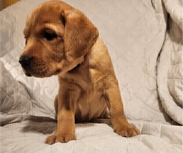 Medium Photo #54 Labrador Retriever Puppy For Sale in BUFFALO, NY, USA