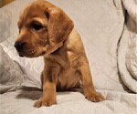 Small Photo #54 Labrador Retriever Puppy For Sale in BUFFALO, NY, USA