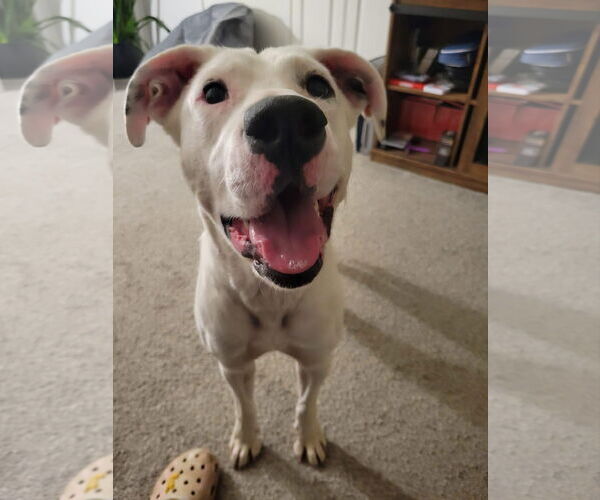 Medium Photo #28 Boxer-Unknown Mix Puppy For Sale in Germantown, OH, USA