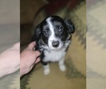 Small #5 Miniature Australian Shepherd