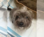 Small #1 Mutt