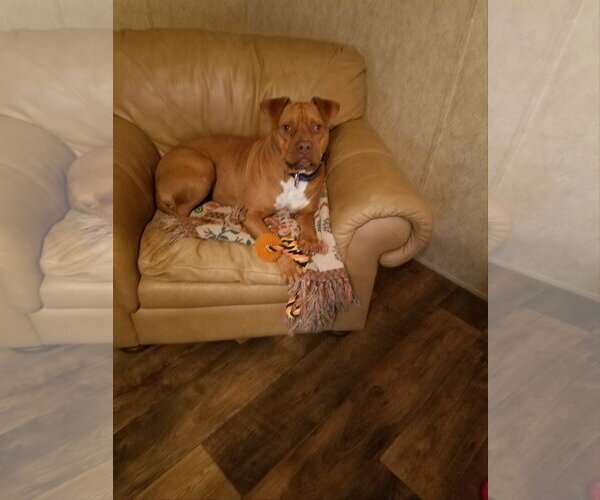 Medium Photo #5 American Pit Bull Terrier-Unknown Mix Puppy For Sale in Shreveport, LA, USA