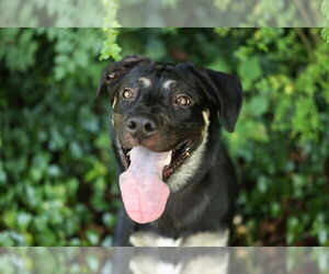 German Shepherd Dog-Unknown Mix Dogs for adoption in Raleigh, NC, USA