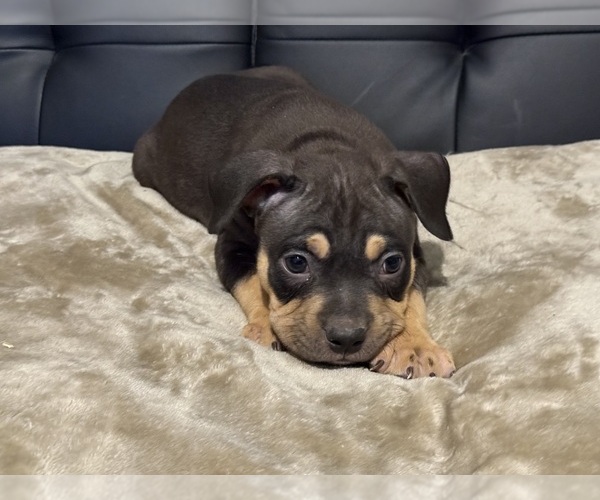 Medium Photo #15 American Bully Puppy For Sale in BOLIVAR, MO, USA