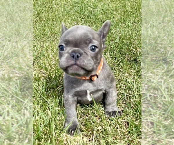 Medium Photo #27 French Bulldog Puppy For Sale in CANYON, TX, USA