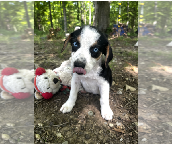 Medium Photo #2 Australian Shepherd-Unknown Mix Puppy For Sale in Aurora, IN, USA
