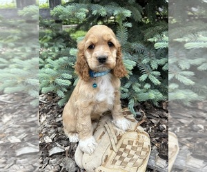 Cocker Spaniel Puppy for sale in MIDDLEBURY, IN, USA