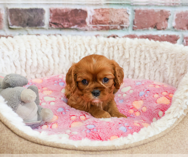 Medium Photo #9 Cavalier King Charles Spaniel Puppy For Sale in SYRACUSE, IN, USA
