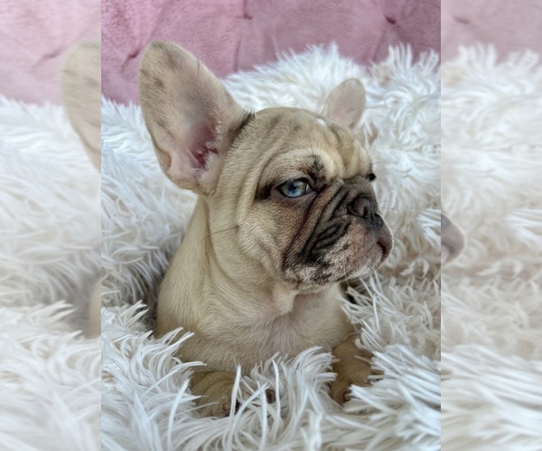 Medium Photo #7 French Bulldog Puppy For Sale in FORT LAUDERDALE, FL, USA