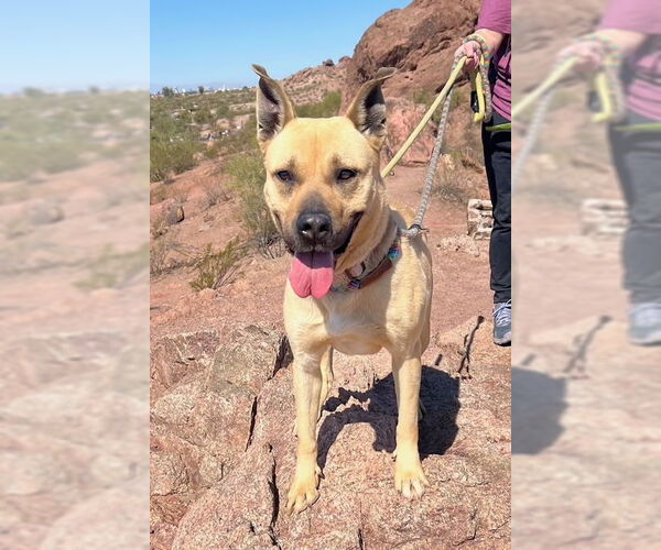 Medium Photo #3 Black Mouth Cur-Unknown Mix Puppy For Sale in phoenix, AZ, USA