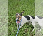 Small #2 Dachshund-Jack Russell Terrier Mix