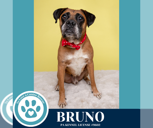 Medium Photo #5 Boxer Puppy For Sale in Kimberton, PA, USA