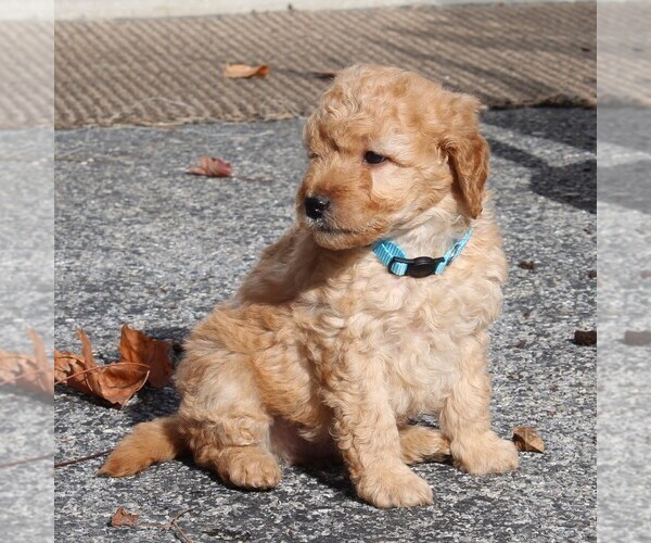 Medium Photo #4 Labradoodle-Poodle (Miniature) Mix Puppy For Sale in GORDONVILLE, PA, USA