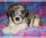 Small Photo #4 Miniature Labradoodle Puppy For Sale in LA HABRA, CA, USA