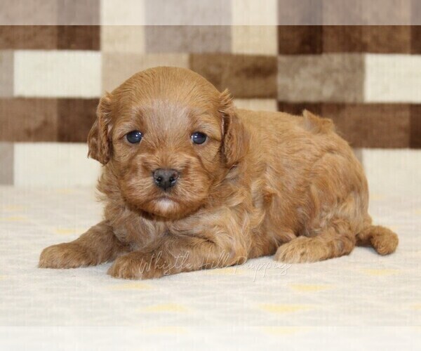 Medium Photo #2 Cavapoo (Miniature) Puppy For Sale in DENVER, PA, USA