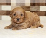 Small #1 Cavapoo (Miniature)