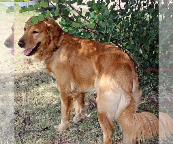 Medium Photo #3 Golden Retriever Puppy For Sale in Glendale , AZ, USA