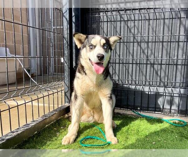 Medium Photo #2 Siberian Husky-Unknown Mix Puppy For Sale in Orange, CA, USA