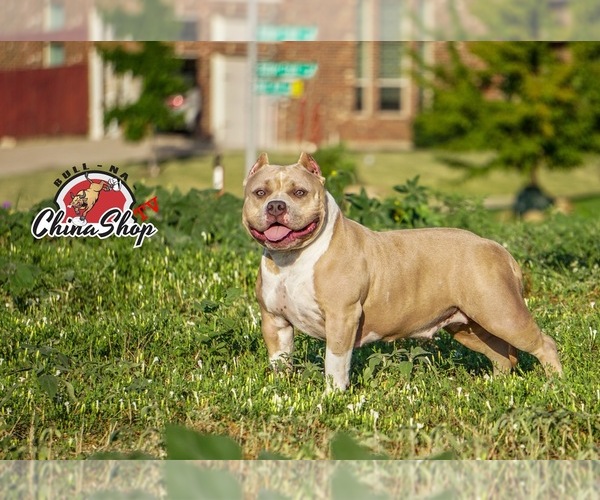 Medium Photo #1 American Bully Mikelands  Puppy For Sale in FT WORTH, TX, USA