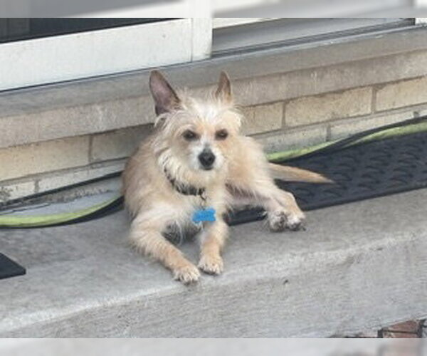 Medium Photo #5 Mutt Puppy For Sale in Plainfield, IL, USA
