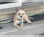 Small #4 Mutt