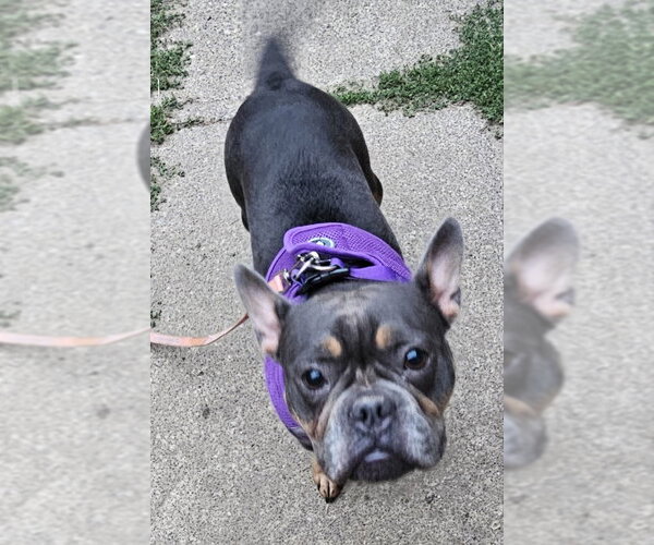 Medium Photo #4 French Bulldog-Staffordshire Bull Terrier Mix Puppy For Sale in Olalla, WA, USA