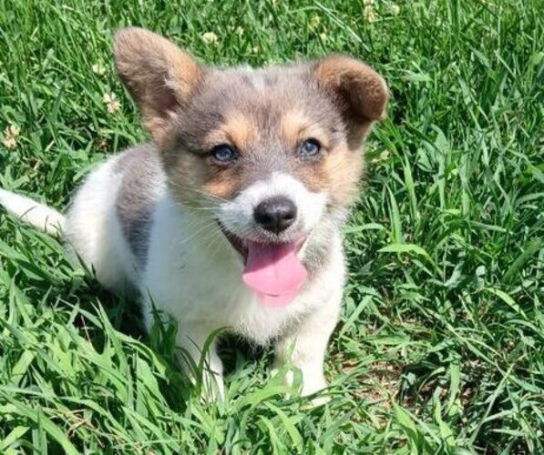 Medium Photo #1 Pembroke Welsh Corgi Puppy For Sale in MILTON, WI, USA