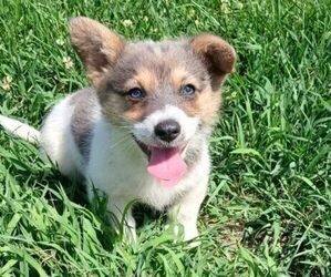 Pembroke Welsh Corgi Puppy for sale in MILTON, WI, USA