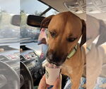 Small #1 Black Mouth Cur-Boxer Mix