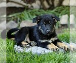 Small Australian Shepherd-German Shepherd Dog Mix