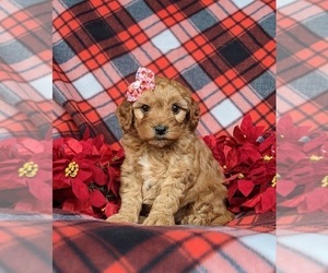 Goldendoodle (Miniature) Puppy for sale in AIRVILLE, PA, USA