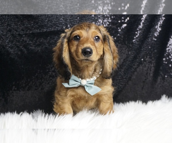Medium Photo #1 Dachshund Puppy For Sale in WARSAW, IN, USA