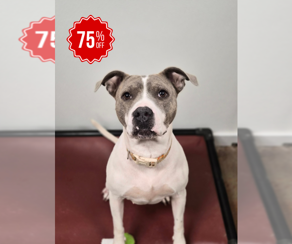 Medium Photo #8 Mutt Puppy For Sale in Bolivar, MO, USA