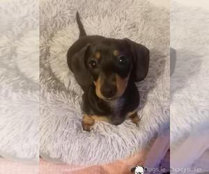 Dachshund Puppy for sale in Achill Sound, Connaught, Ireland