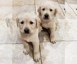 Puppy WHITE FEMALE Labrador Retriever