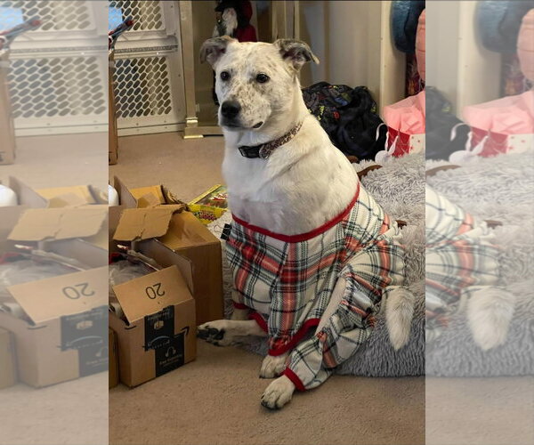 Medium Photo #2 Mutt Puppy For Sale in Rosenberg, TX, USA