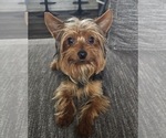 Small Photo #1 Yorkshire Terrier Puppy For Sale in TAOS, NM, USA