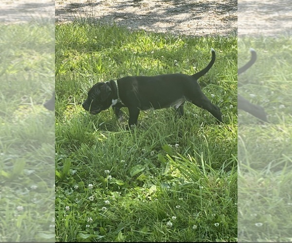 Medium Photo #1 Bullypit Puppy For Sale in BETHALTO, IL, USA
