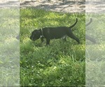 Small Bullypit