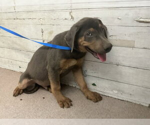 Doberman Pinscher-Unknown Mix Dogs for adoption in San Bernardino, CA, USA