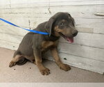 Small Doberman Pinscher Mix
