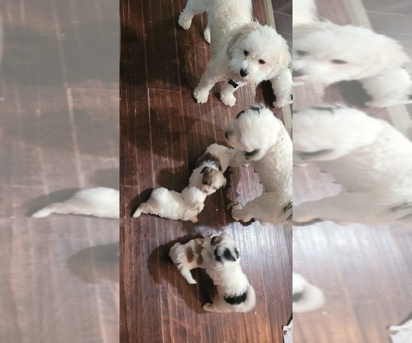 Medium Photo #8 Havamalt Puppy For Sale in PALM DESERT, CA, USA