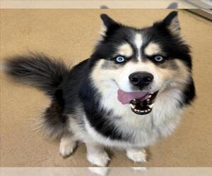 Siberian Husky-Unknown Mix Dogs for adoption in Derwood, MD, USA